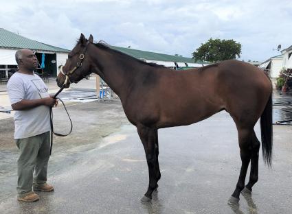 No Good Deed with assistant trainer Howard at Gulfstream Park on December 22, 2019 (Ron Spatz)