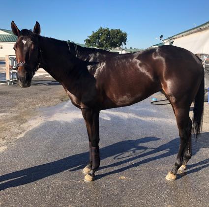 No Good Deed at Gulfstream Park on December 15, 2019 (Ron Spatz)