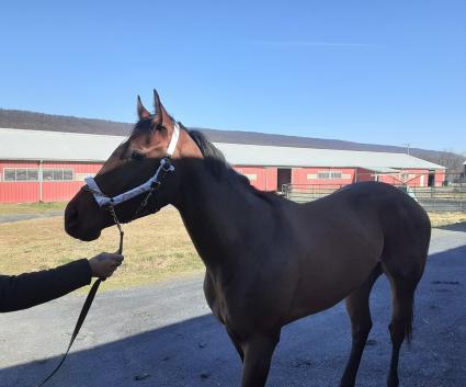 No Good Deed arrived at Penn National on March 5, 2020 (Mark Salvaggio)