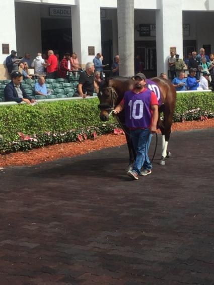 No Good Deed in race 1 at Gulfstream Park on February 8, 2020 (Gloria Varano)