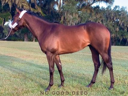 No Good Deed at T-Square Stud on October 10, 2019 (Adam Parker)