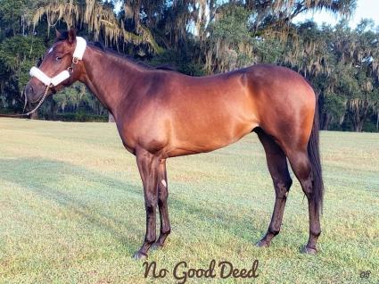 No Good Deed at T-Square Stud on October 10, 2019 (Adam Parker)