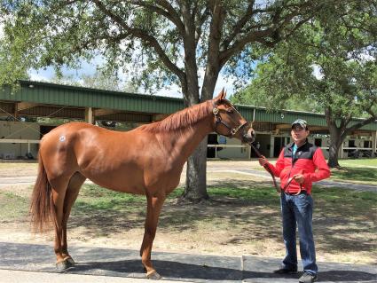 Hip 447 Flat Out filly purchased at 2018 OBS April.