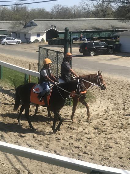 OBS April purchases, Hip 447 Congrats filly and Hip 542 Flat Out filly at Monmouth Park (Kelly Breen)