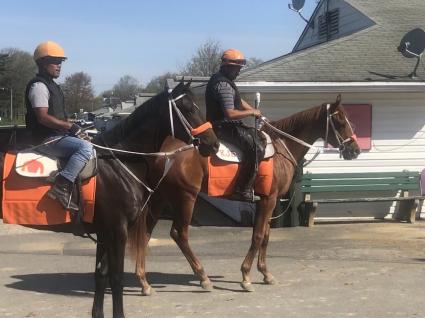 OBS April purchases, Hip 447 Congrats filly and Hip 542 Flat Out filly at Monmouth Park (Kelly Breen)