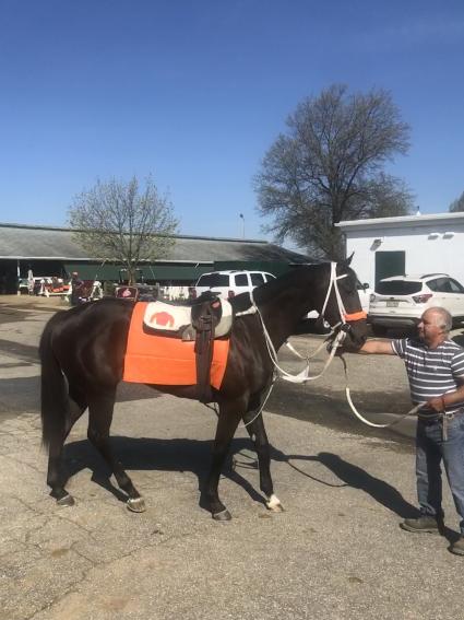 OBS April purchase, Hip 447 Congrats filly at Monmouth Park (Kelly Breen)