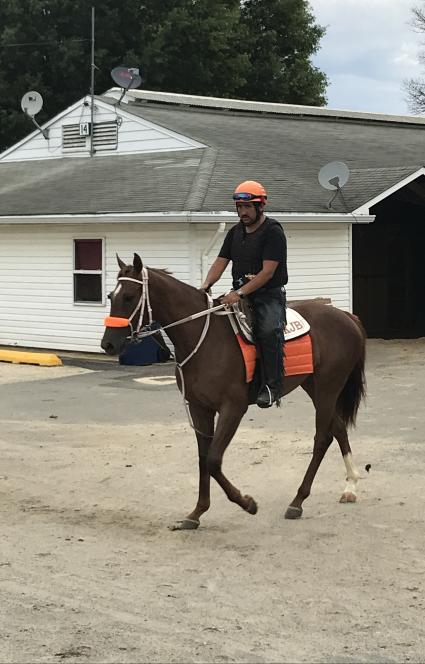 Two year old filly by Overanalyze heading to the track at Monmouth Park on June 16, 2019 (Kelly Breen)