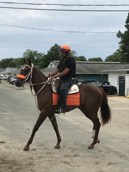 Two year old filly by Overanalyze heading to the track at Monmouth Park on June 16, 2019 (Kelly Breen)