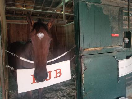 Overdressed in her stall at Monmouth Park on September 2, 2021 (George Katzenberger)