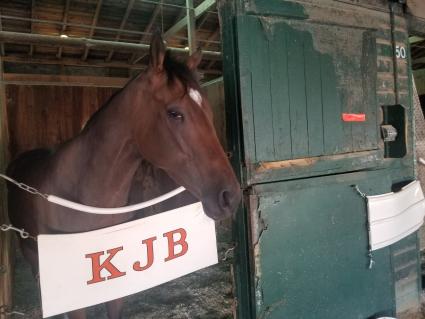 Overdressed in her stall at Monmouth Park on September 2, 2021 (George Katzenberger)