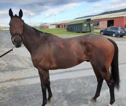 Pango arrives at Penn National on July 1, 2020 (Mark Salvaggio)