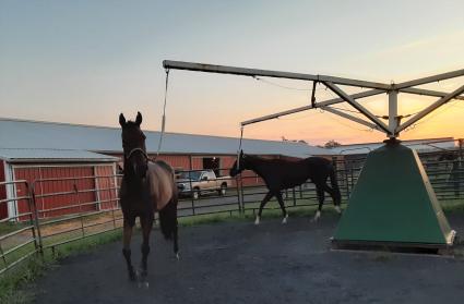 Pango at Penn National on September 7, 2020 (Mark Salvaggio)