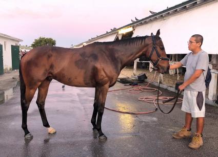 Pango at Gulfstream Park on March 18, 2020 (Ronnie Spatz)