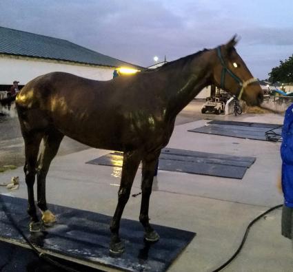 Pango at Gulfstream Park on March 11, 2020 (Robb Levinsky)