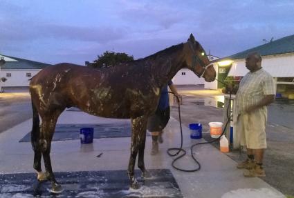 Pango at Gulfstream Park on March 11, 2020 (Robb Levinsky)