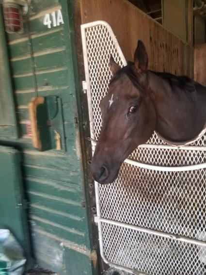 Portal One in his stall at Monmouth Park on September 2, 2021 (George Katzenberger)