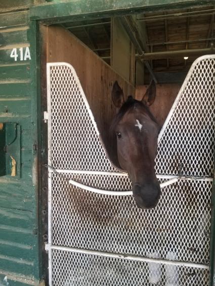 Portal One in his stall at Monmouth Park on September 2, 2021 (George Katzenberger)