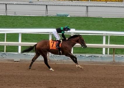 Preacher makes his racing debut in race 2 at Santa Anita on June 2, 2019 (Carter Biddle)