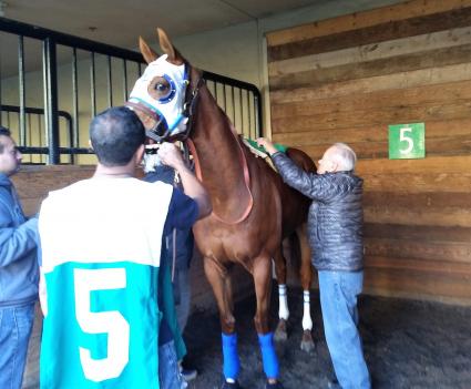 Hall of Fame trainer Jerry Hollendorfer saddling Rapid Red for race 8 at Del Mar on November 30, 2018. (Robb Levinsky) 