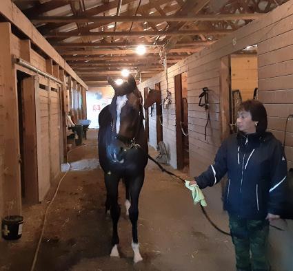 Rapstorerocks in the shedrow at Penn National on September 7, 2020 (Mark Salvaggio)