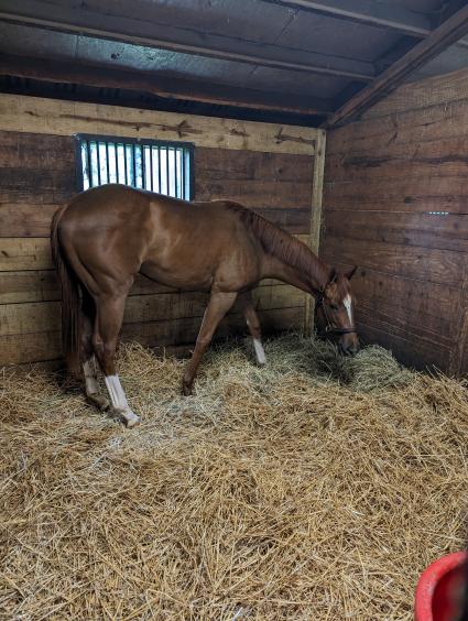 Red Head Italian at Overbrook Farm