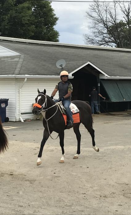 Two year old colt by Red Rocks (IRE) heading to the track at Monmouth Park on June 16, 2019 (Kelly Breen)