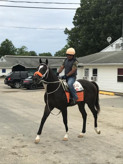 Two year old colt by Red Rocks (IRE) heading to the track at Monmouth Park on June 16, 2019 (Kelly Breen)