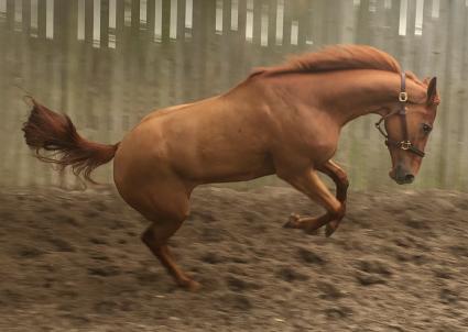 Scat Daddy filly Lisa Limon at T-Square Stud in Ocala Florida on January 10, 2018 (photo credit: Adam Parker)