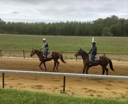 Seven Seven (on the right) at Overbrook Farm on Monday, May 18, 2020 (Rory Huston)