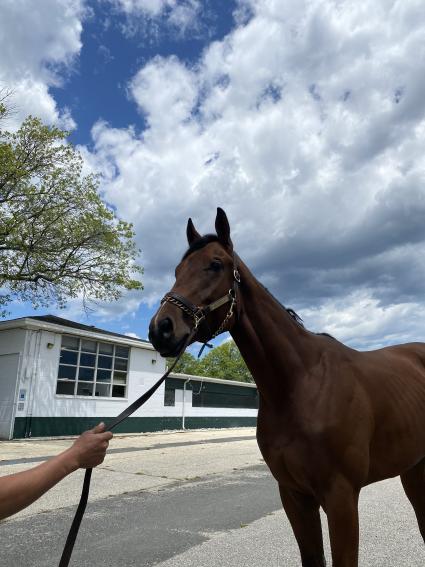 Seven Seven arrives at Monmouth Park on June 1, 2020 (Kelly Breen)