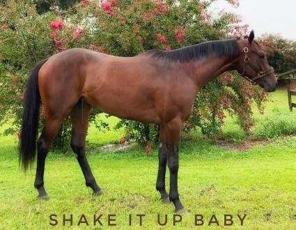 Shake It Up Baby at T-Square Stud on August 19, 2019 (Adam Parker)