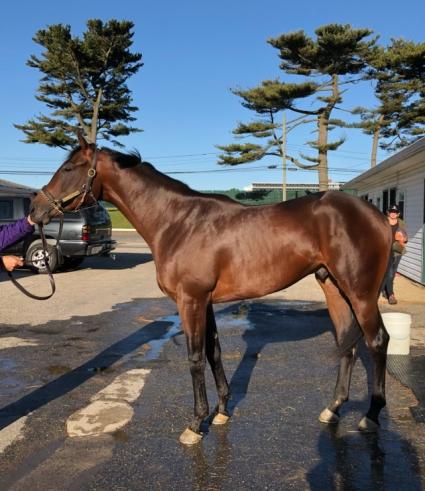 Shake It Up Baby at Monmouth Park on May 24, 2019 (Chris Driscoll)