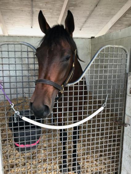 Shake It Up Baby arrives at Palm Meadows on November 6, 2019