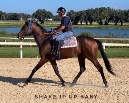 Shake It Up Baby training at T-Square Stud on September  21, 2019 (Adam Paker)