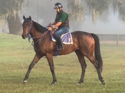 Shake It Up Baby training at T-Square Stud on October 5, 2019 (Adam Parker)