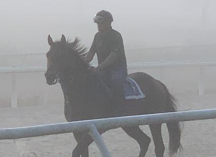 Shake It Up Baby training at T-Square Stud on October 5, 2019 (Adam Parker)