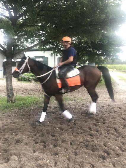 Shake It Up Baby training at Palm Meadows on November 9, 2019 (Kelly Breen)