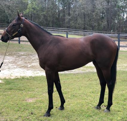 Shakin It Up colt Hip #58 OBS March at Kip Elser's farm, South Carolina, April 2019