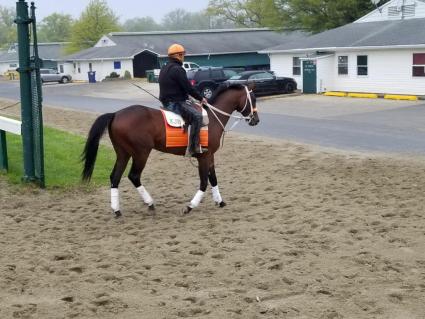 Shakin It Up colt training at Monmouth Park on Friday, May 3, 2019