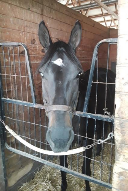 Shimmyshimmy Shake at Penn National on September 26, 2019