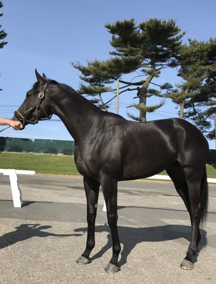 Shakin It Up filly Shimmyshimmy Shake at Monmouth Park on May 22, 2019 (Kelly Breen)