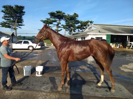 Smarty Cat training at Monmouth Park on August 20, 2019 (Robb Levinsky)