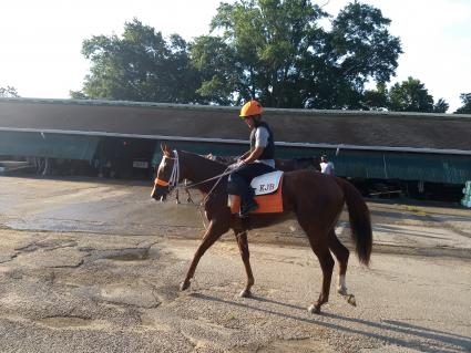 Smarty Cat training at Monmouth Park on August 20, 2019 (Robb Levinsky)