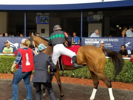 Solar in race 4 at Gulfstream Park on December 1, 2019 (Paul Callahan)