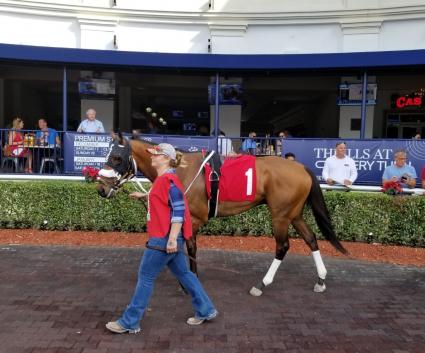 Solar in race 4 at Gulfstream Park on December 1, 2019 (Paul Callahan)