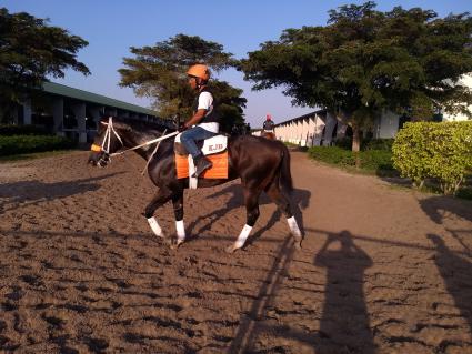 Solar at Palm Meadows on March 5, 2020 (Robb Levinsky)