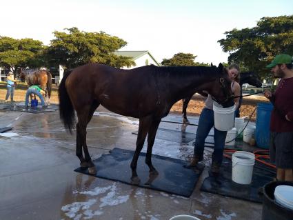 Solar getting a bath at Palm Meadows on March 5, 2020 (Robb Levinsky)