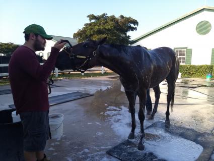 Solar getting a bath at Palm Meadows on March 5, 2020 (Robb Levinsky)