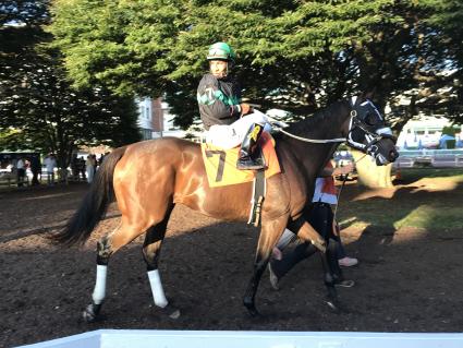 Solar in race 13 at Monmouth Park on September 1, 2019 (Robert Bulger)