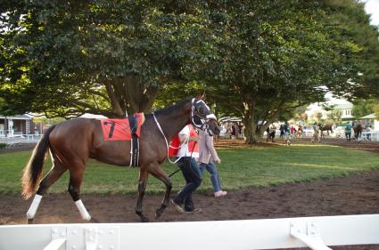 Solar in race 13 at Monmouth Park on September 1, 2019